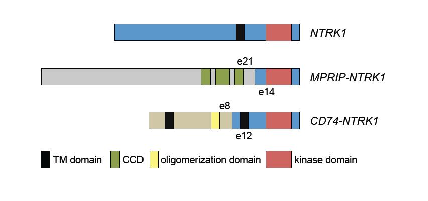Background Chromosomal fusions are important oncogenic drivers in NSCLC - ALK Rearrangements (4-6%) - ROS1 Rearrangements (1-2%) - RET Rearrangements (1-2%)