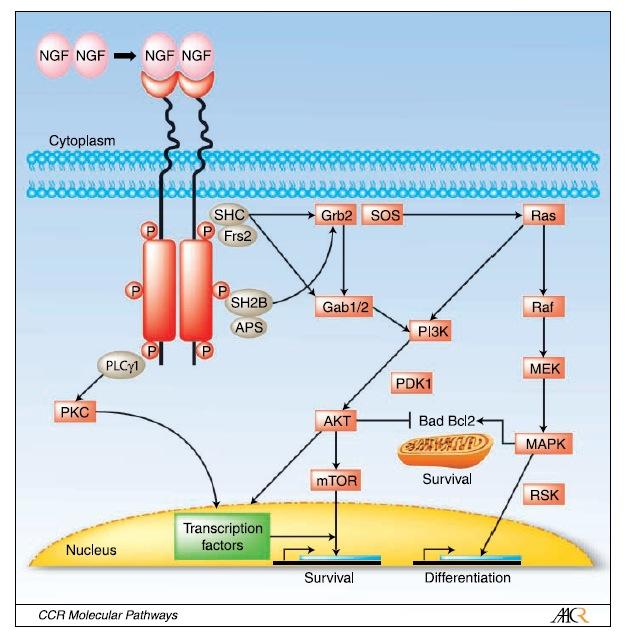 Canonical Trk Signaling NTRK1 encodes the TrkA receptor tyrosine kinase TRK family of neurotrophin receptors (TrkA,