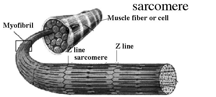 The contractile unit of muscle: Think