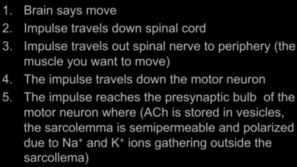 Sliding Filament Mechanism: 1. Brain says move 2. Impulse travels down spinal cord 3. Impulse travels out spinal nerve to periphery (the muscle you want to move) 4.