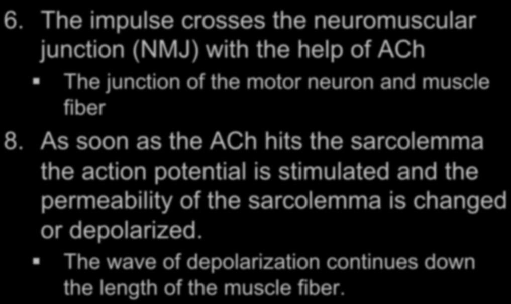 The impulse reaches the presynaptic bulb of the motor neuron where (ACh is stored in vesicles, the sarcolemma is semipermeable and polarized due to Na + and K + ions gathering outside the