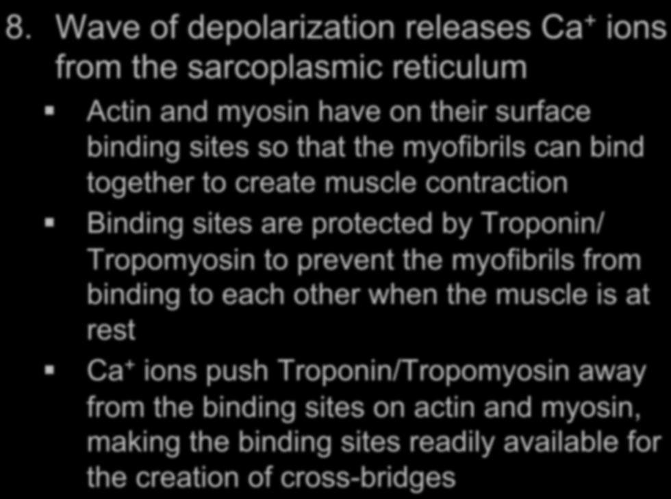 8. Wave of depolarization releases Ca + ions from the sarcoplasmic reticulum Actin and myosin have on their surface binding sites so that the myofibrils can bind together to create muscle