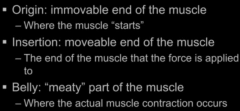 Terminology: Origin: immovable end of the muscle Where the muscle starts