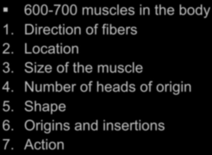 How are muscles named? 600-700 muscles in the body 1. Direction of fibers 2. Location 3.
