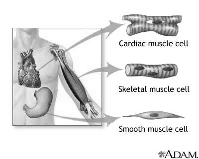 Types of muscle tissue: http://www.nlm.nih.gov/medlineplus/ency/images/ency/fullsize/19917.