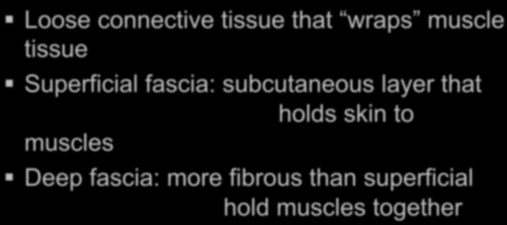 holds skin to muscles Deep fascia: more fibrous