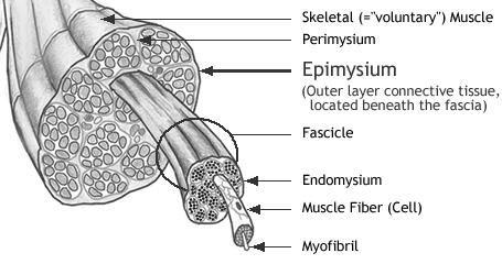 Muscle Structure http://www.ivy-rose.co.uk/topics/muscles/epimysium.