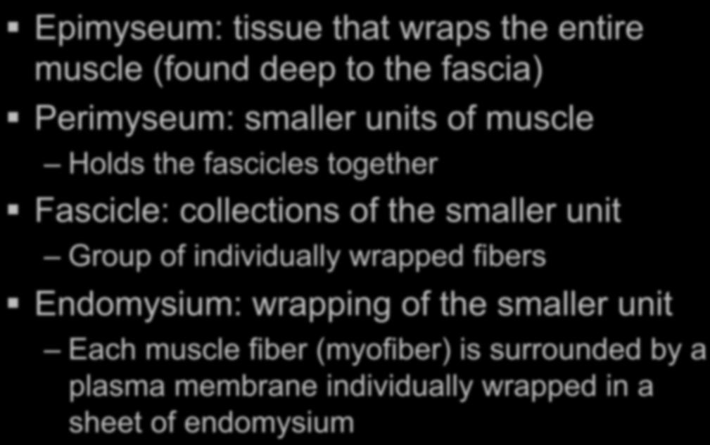 muscle Holds the fascicles together Fascicle: collections of the smaller unit Group of individually wrapped