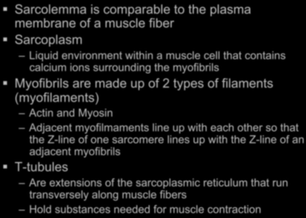 Sarcolemma is comparable to the plasma membrane of a muscle fiber Sarcoplasm Liquid environment within a