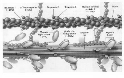 sarcoplasmic reticulum that run transversely along muscle fibers Hold substances needed for muscle