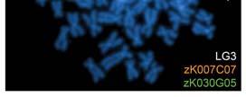 genome) 25 pairs of chromosomes Cytogenetic