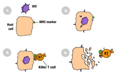 Background How would a vaccine stimulate antibodies? How would a vaccine stimulate antibodies? -- First an HIV vaccine would alert the body that How would a vaccine stimulate antibodies?