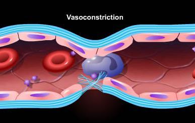 Vasoconstriction (cont.) Nervous reflexes - initiated by pain or other sensory impulses originate from the damaged area. It starts almost immediately after the cut.