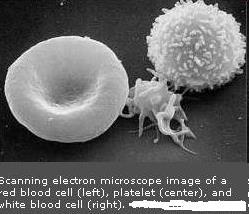 Platelets have many of the functional characteristics of whole cells Contain contractile proteins actin, myosin, thrombosthenin.