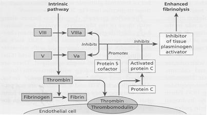 Chronic ANTICOAGULANT PROTEIN DEFICIENCY Dominant Increased Venous Thrombosis Young Age of Thrombosis No Predisposing Factors to Thrombosis Increased