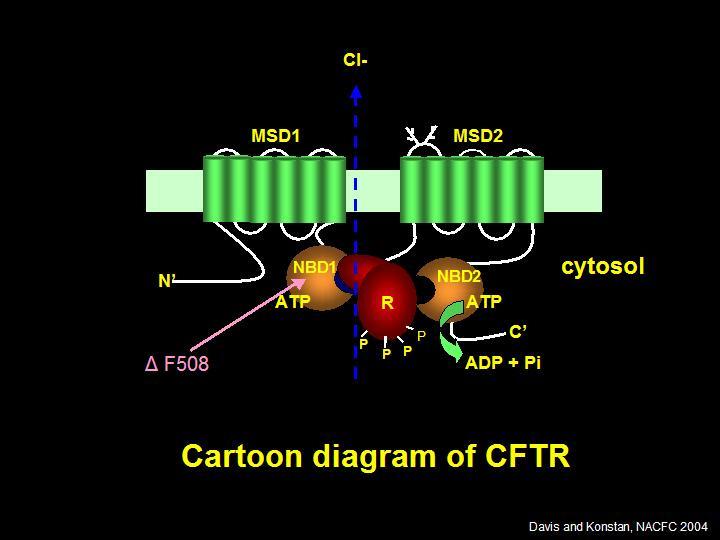 Cl - MSD = membrane-spanning domain NBD =