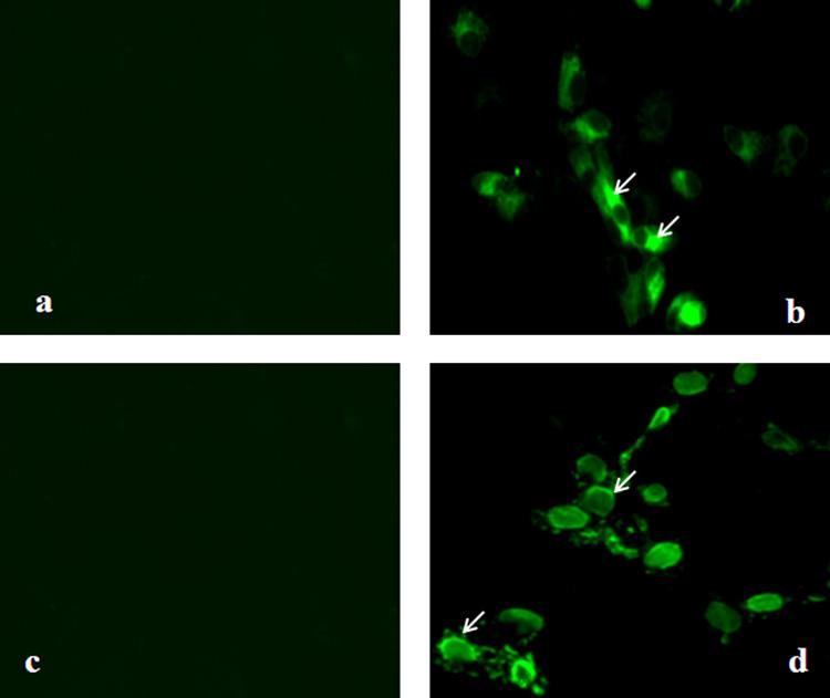 VOL. 85, 2011 GUINEA PIG Ab RESPONSES TO NDV EXPRESSING HIV-1 Env 10533 FIG. 3. Detection of expression of HIV-1 gp160 by immunofluorescence.