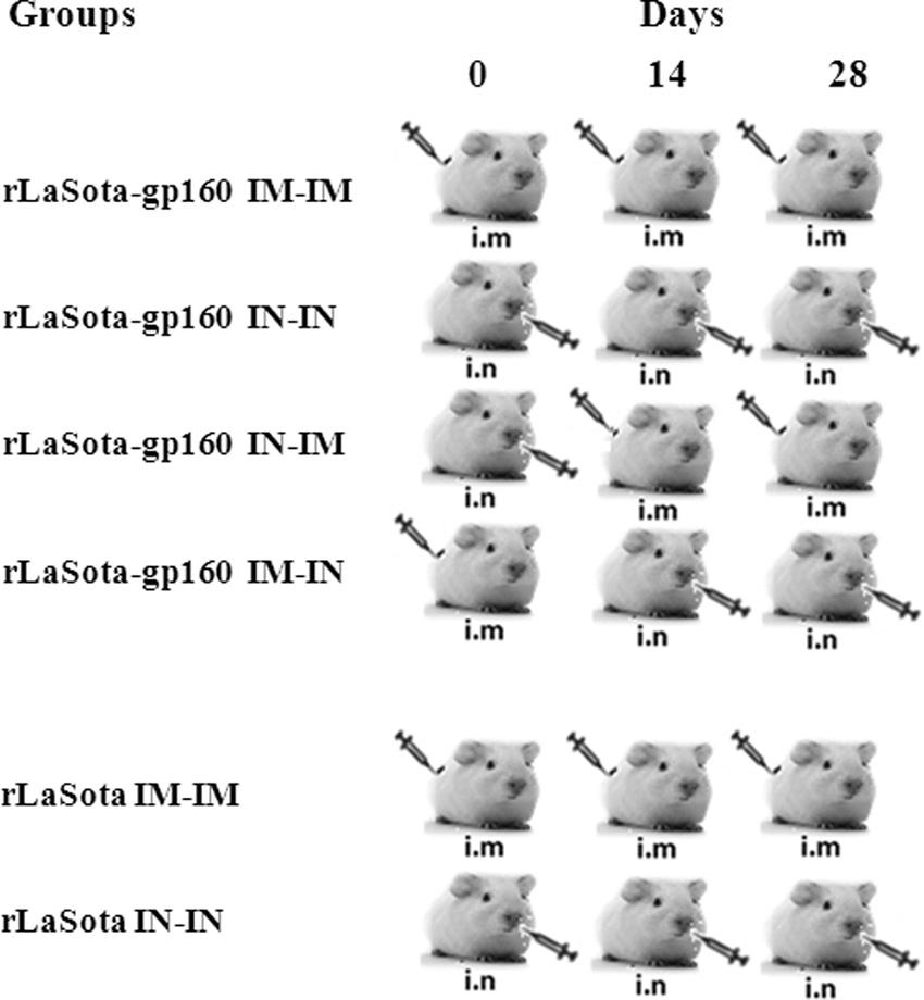 VOL. 85, 2011 GUINEA PIG Ab RESPONSES TO NDV EXPRESSING HIV-1 Env 10535 FIG. 7. Guinea pig immunization schedule. Eighteen guinea pigs were grouped into 6 sets of 3 animals each.