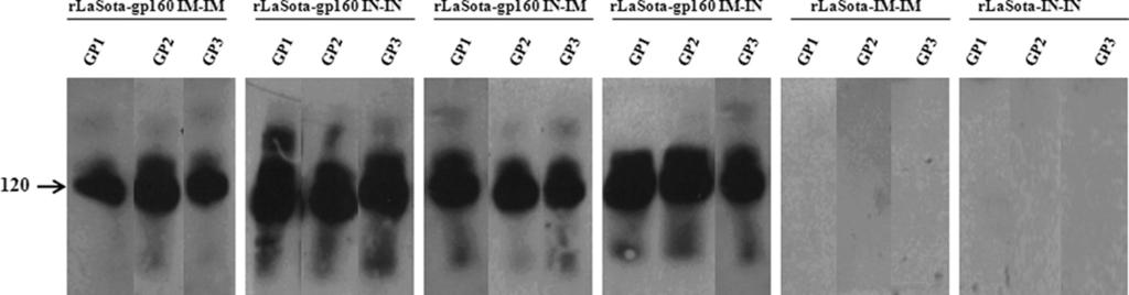 10536 KHATTAR ET AL. J. VIROL. FIG. 10. Western blot detection of HIV-1 gp120-specific antibodies in sera of guinea pigs.