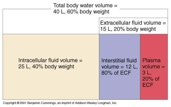 Body Water Content Fluids and electrolytes Infants have low body fat, low bone mass, and are 73% or more water Total water content declines throughout life Healthy males are about 60% water; healthy