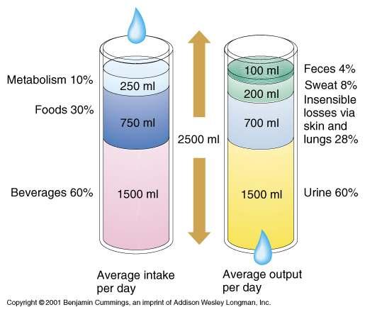 3 Water Balance Regulation of Water Intake Figure 25.