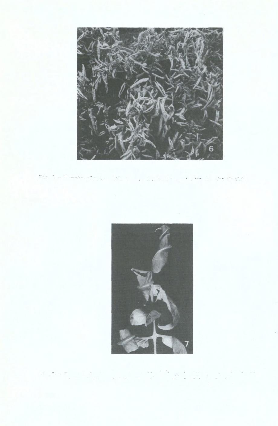Fig.6 - Tomato plants with tomato leafroll symptoms in the field. Fig.