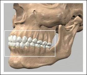 Normal Anatomy of TMJ The temporo-mandibular joint complex consists of the following structures that work in harmony for the smooth functioning of the joint: Muscles of Mastication: These are a