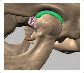 4) Temporal Fossa The joint socket over which the condyle glides. (Refer fig. 5) (Fig.