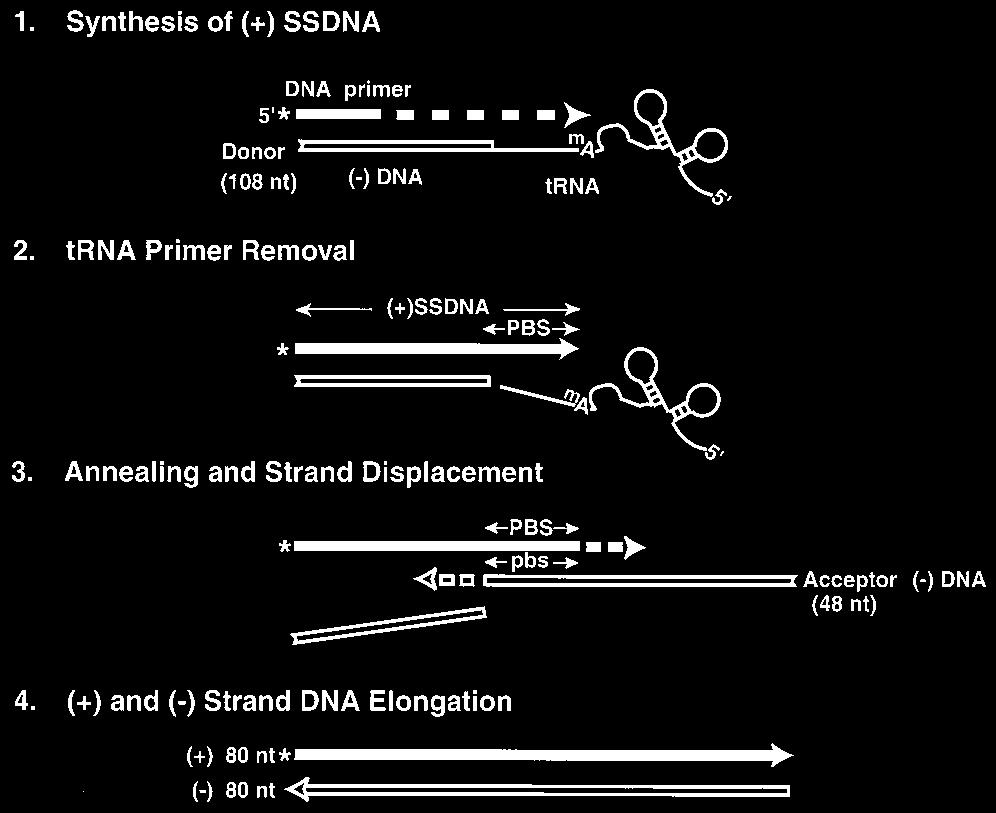 4796 WU ET AL. J. VIROL. FIG. 1. Schematic diagram illustrating the HIV-1 model system for plusstrand transfer. (Reaction 1) Synthesis of ( ) SSDNA.