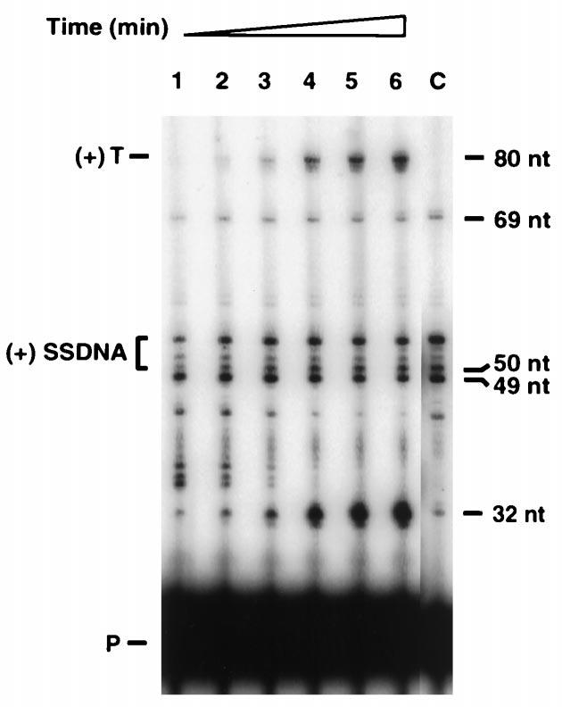 Experiments were carried out with a donor template containing a 32-nt minus-strand DNA [representing the 32 nt at the 5 end of ( ) SSDNA] attached to trna 3 Lys (template size, 108 nt).