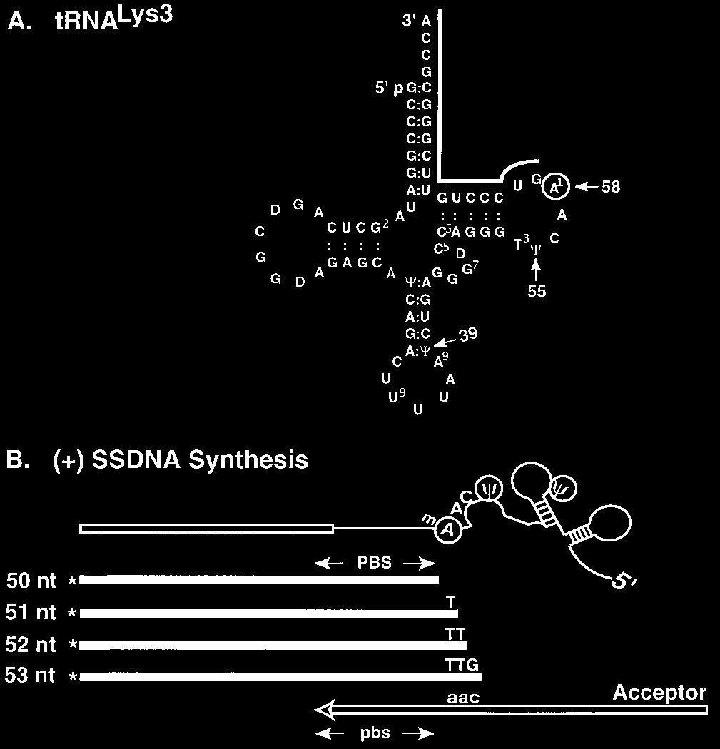 VOL. 73, 1999 RECONSTITUTION OF HIV-1 PLUS-STRAND TRANSFER IN VITRO 4797 FIG. 3. Schematic diagram illustrating multiple termination sites for ( ) SSDNA synthesis.