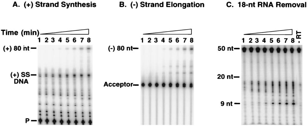 VOL. 73, 1999 RECONSTITUTION OF HIV-1 PLUS-STRAND TRANSFER IN VITRO 4799 FIG. 6. Plus-strand transfer with an 18-nt RNA-containing donor template.