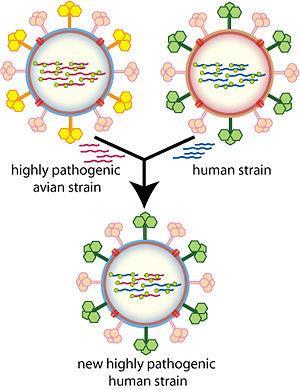 Background Information Overview How Influenza Mutates Has 2 surface glycoprotein genes HA hemagglutinin NA neuraminidase Virus undergoes natural mutations Antigenic drift: