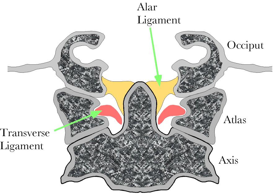 The atlas and axis are joined to the base of the occiput by several fascial membranes and ligaments, which enclose the brainstem and upper spinal cord and lend stability to the region.