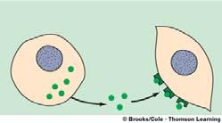 target cell Figure 3.