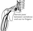 Nerves Nerves carry messages to the brain and control the muscles. The spinal nerves pass through small openings between the vertebrae.