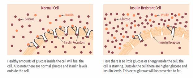 What Causes the MD Factor? The MD Factor simply means that your cells are resistant to the action of insulin, a hormone produced by your pancreas that regulates how your cells metabolize energy.