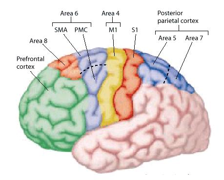 Cortical Motor System Posterior parietal cortex (PPC) Sensory guidance of movement Many projections to pre-motor cortex But also many projections directly into pyramidal