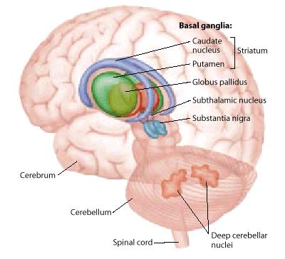 Subcortical Motor System: Basal Ganglia Cortex or neostriatum