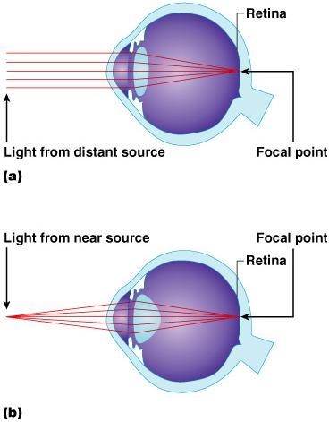 Lens Biconvex crystal-like structure Held in place by a suspensory ligament attached to the ciliary body Internal Eye Chamber Fluids Aqueous humor o Watery fluid found in chamber between the lens and