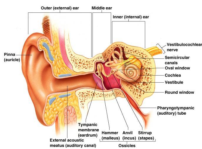 The Ear Houses two senses o Hearing o Equilibrium (balance) Receptors are mechanoreceptors Different organs house receptors for each sense Anatomy of the Ear The ear is divided into three areas o
