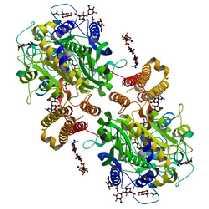 Glutamate carboxypeptidase II (GCPII) N-acetyl-L-aspartyl-L-glutamate peptidase I AAG peptidase prostate-specific membrane antigen (PSMA) 750 aminoacids, 84 kda Expression : prostate, kidney, small