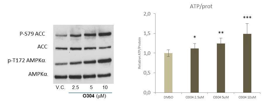 O304 activates AMPK and increases