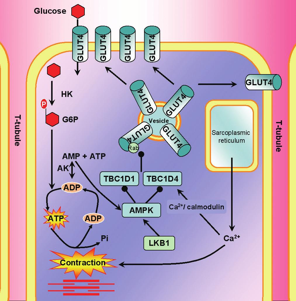 AMPK and glucose uptake during exercise 212 phosphorylation [74] and AMPK α2, β2 and γ3 null and α2kd and β1β2 M-KO mice have normal insulin-stimulated glucose uptake in muscle [26,28,30,36,100]