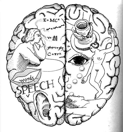 The Cerebral Hemispheres Left hemisphere concerned with analytic