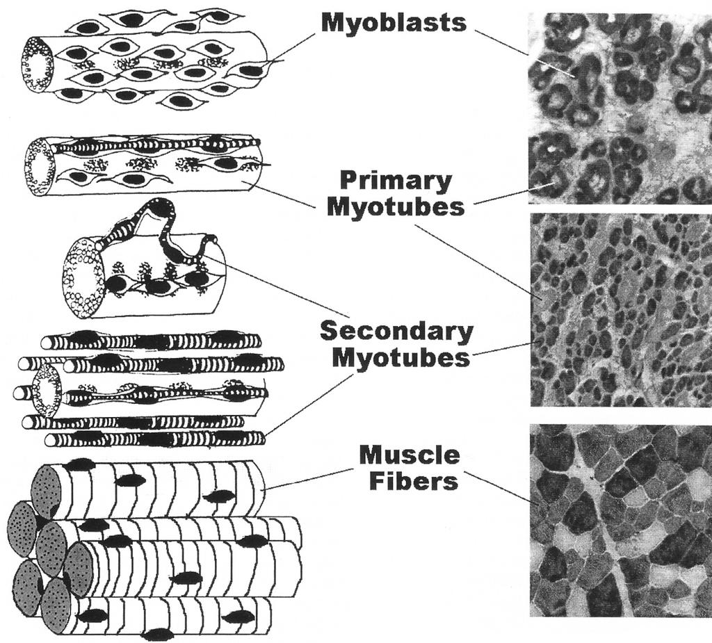 IV. Primary and secondary myotubes A. Primary myotubes: progenitors of 10% of myofibers in adults. 1. From CMRI and CMRII myoblasts. 2.