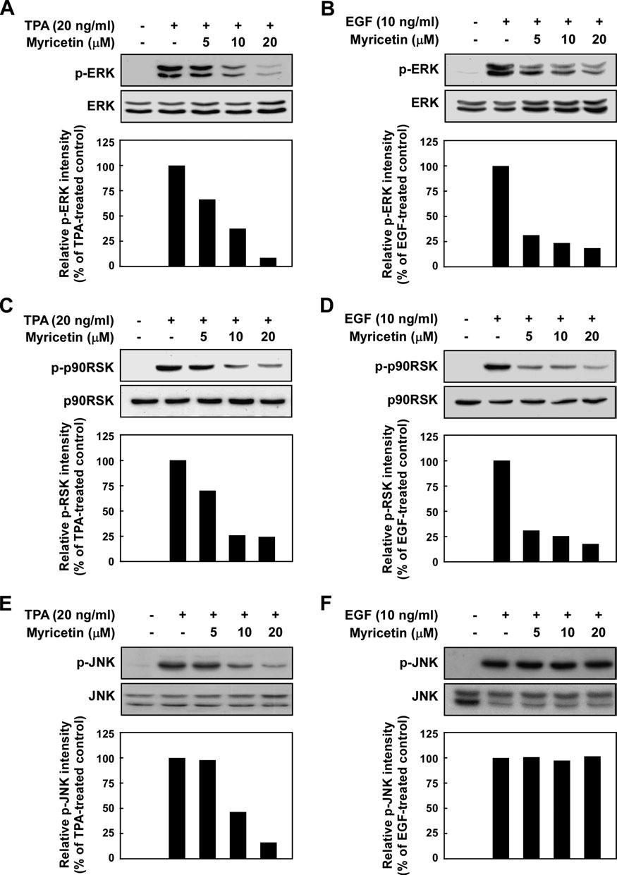 MEK1 is involved in myricetin-inhibited cell transformation Fig. 4. Effect of myricetin on TPA- or EGF-induced phosphorylation of ERK, p90rsk or JNK in JB6 Pþ cells.