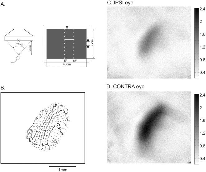 Imaging mouse ocular dominance plasticity 687 Stimulus patterns and quantification of ocular dominance using optical imaging A major concern of using imaging to measure response magnitude in small
