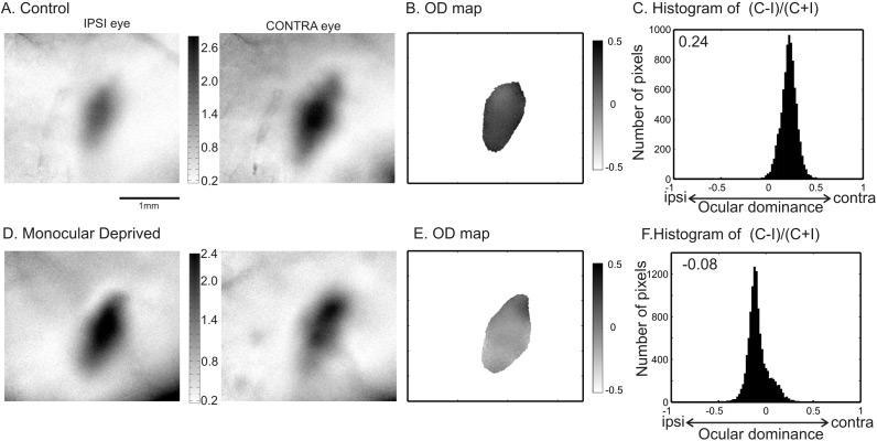 Imaging mouse ocular dominance plasticity 689 where more than one session of four runs was performed, the ODI was calculated for each session and the values were averaged.