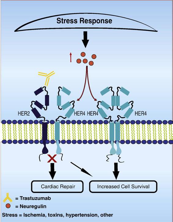 Trastuzumab induced Cardiotoxicity (TIC) Cardiac endothelial cells Neuregulin 1 (NRG1) Binds to human epidermal growth factor receptor 4